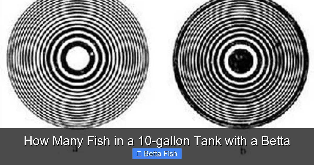 How Many Fish in a 10-gallon Tank with a Betta