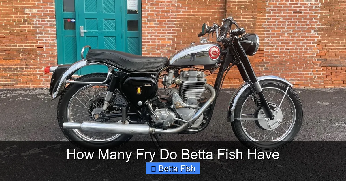 How Many Fry Do Betta Fish Have