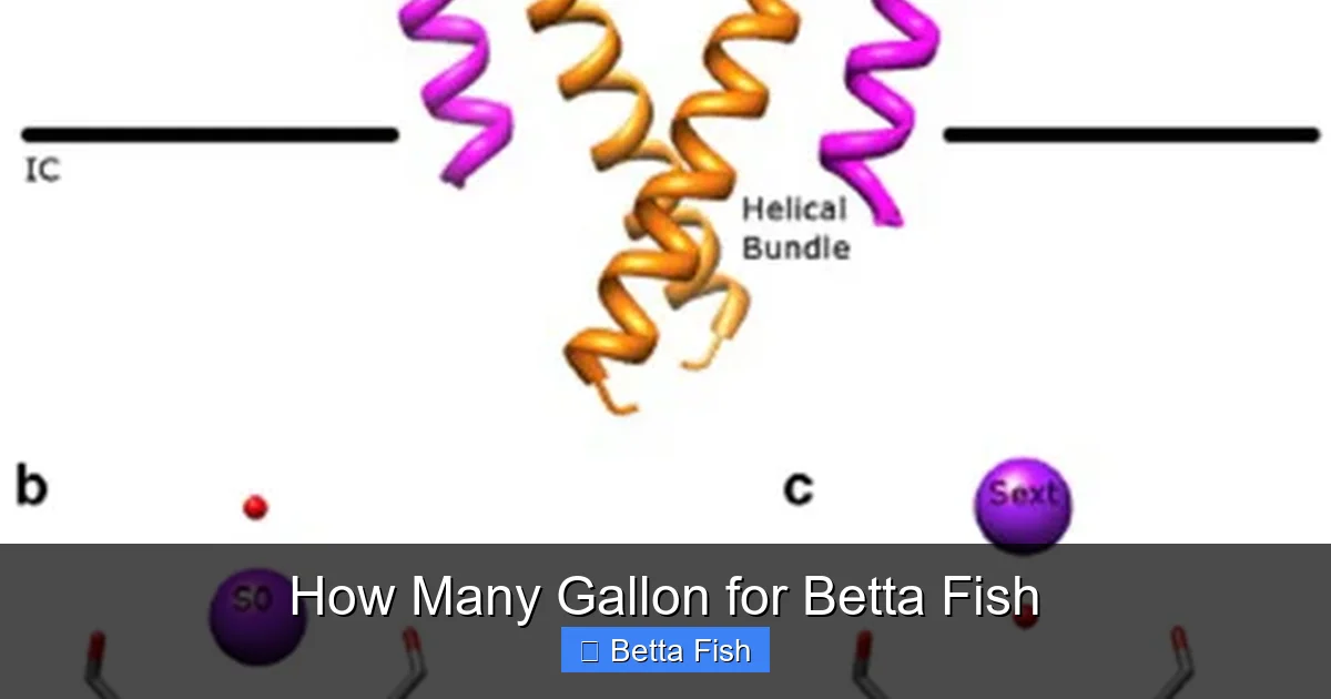 How Many Gallon for Betta Fish