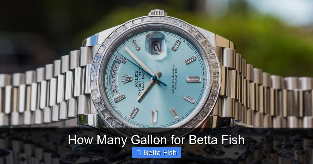How Many Gallon for Betta Fish