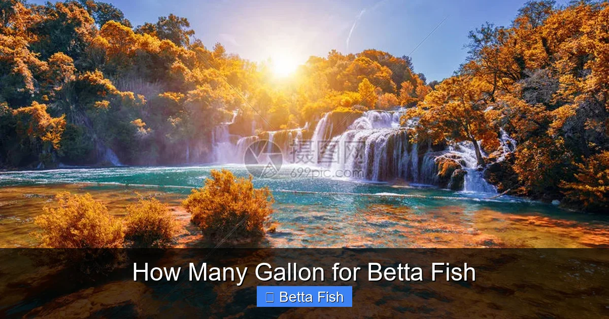 How Many Gallon for Betta Fish