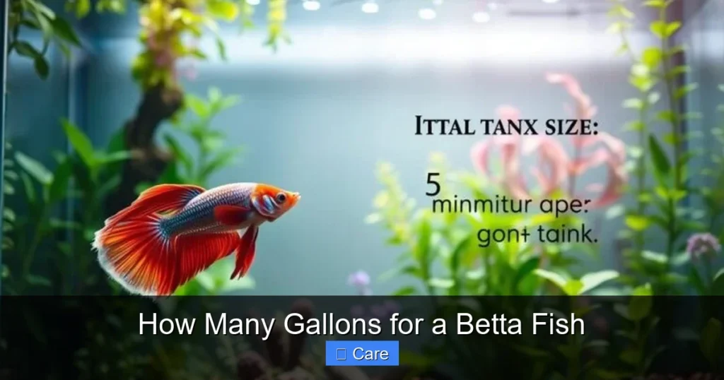 How Many Gallons for a Betta Fish