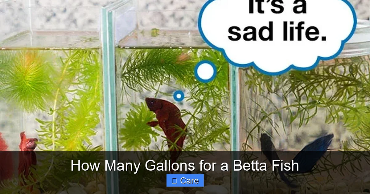 How Many Gallons for a Betta Fish