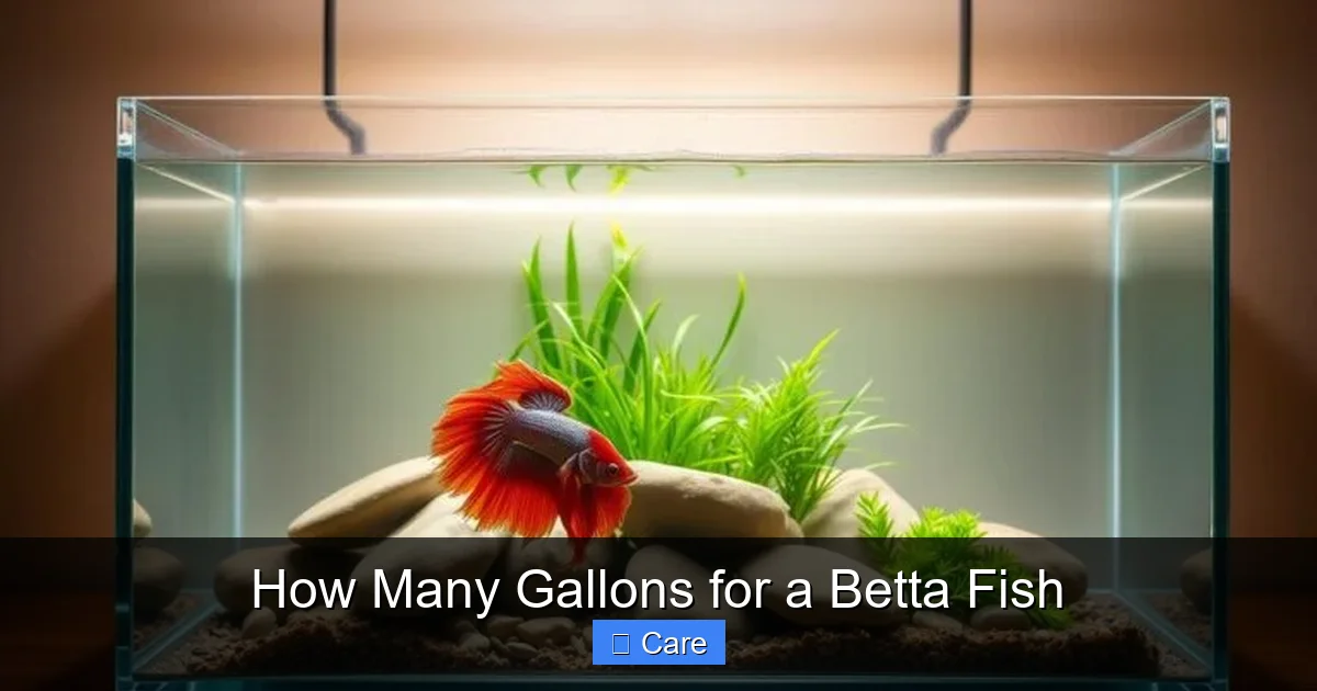 How Many Gallons for a Betta Fish