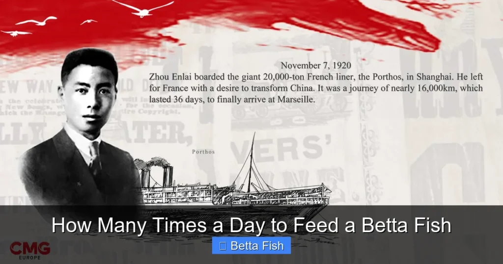 How Many Times a Day to Feed a Betta Fish
