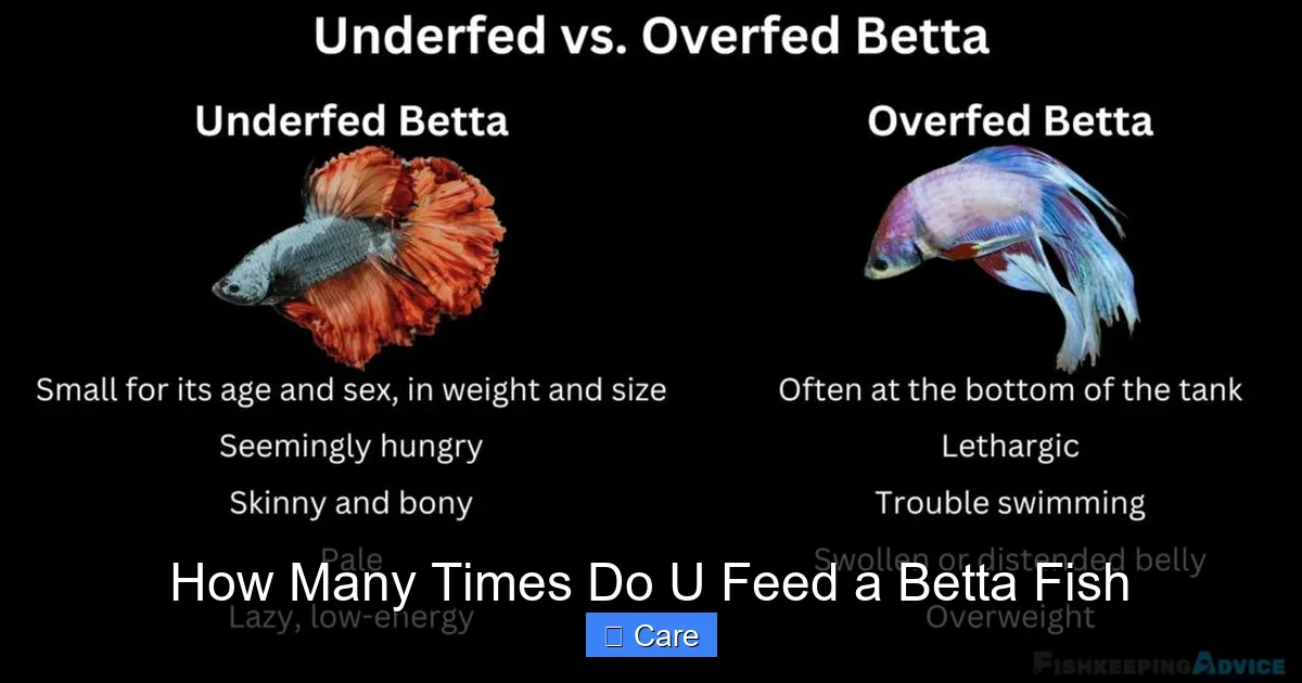 How Many Times Do U Feed a Betta Fish