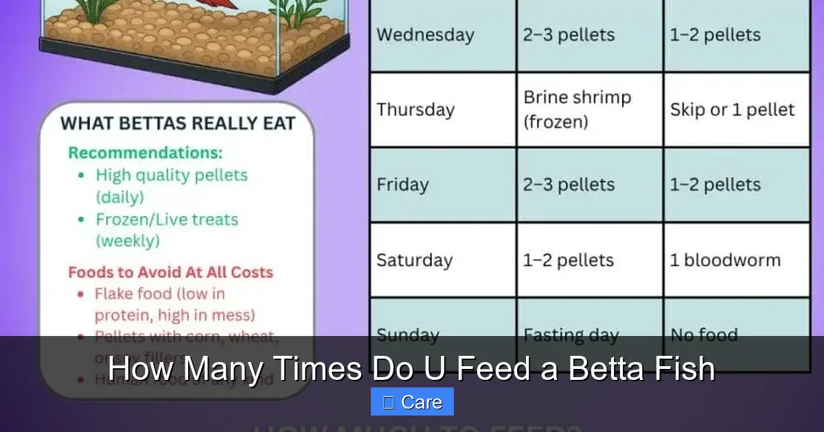 How Many Times Do U Feed a Betta Fish