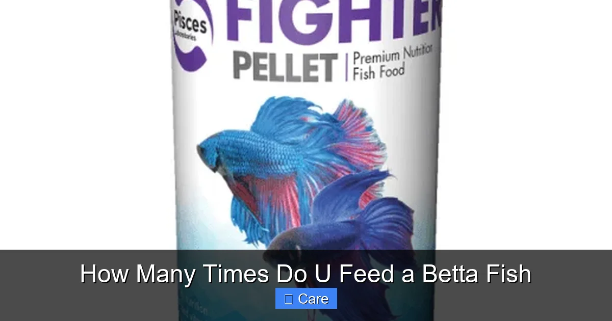 How Many Times Do U Feed a Betta Fish