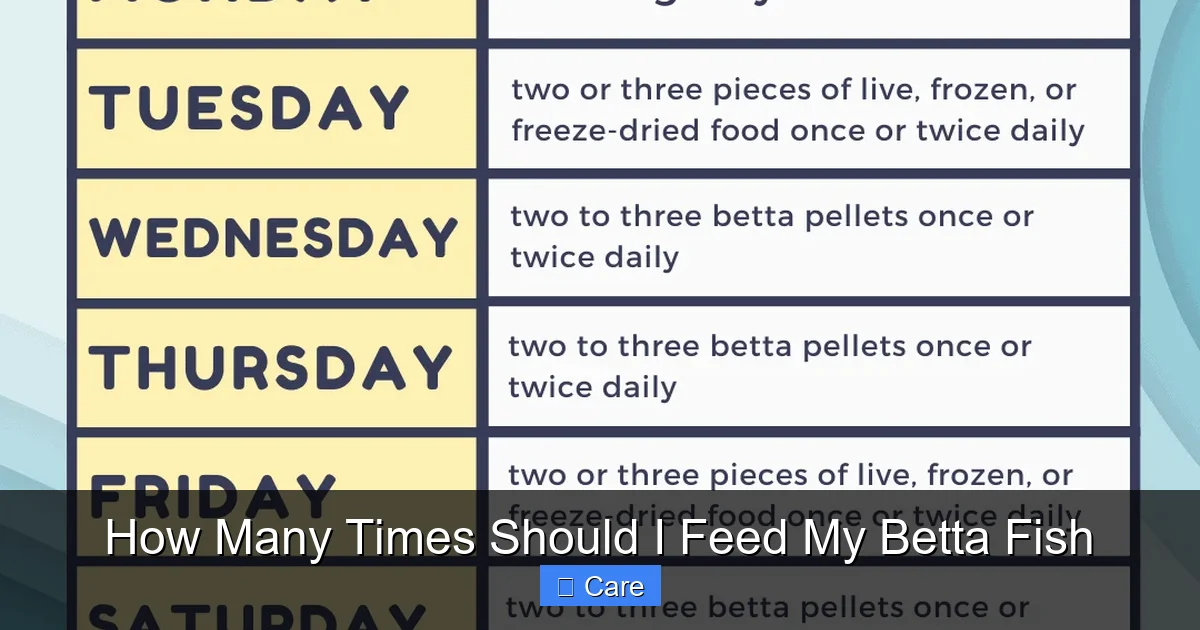 How Many Times Should I Feed My Betta Fish