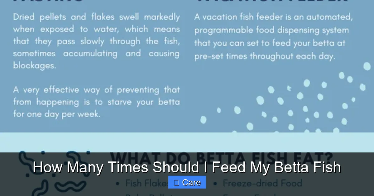 How Many Times Should I Feed My Betta Fish