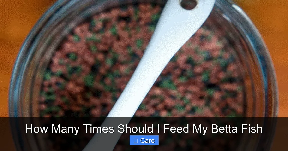 How Many Times Should I Feed My Betta Fish