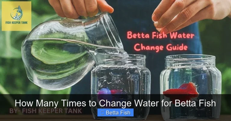 How Many Times to Change Water for Betta Fish