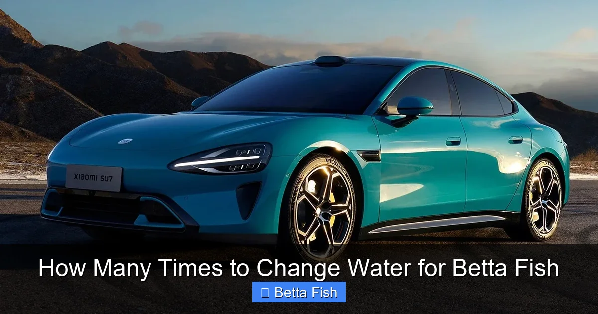 How Many Times to Change Water for Betta Fish