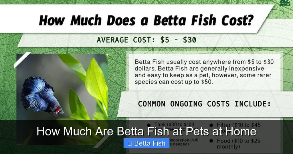 How Much Are Betta Fish at Pets at Home