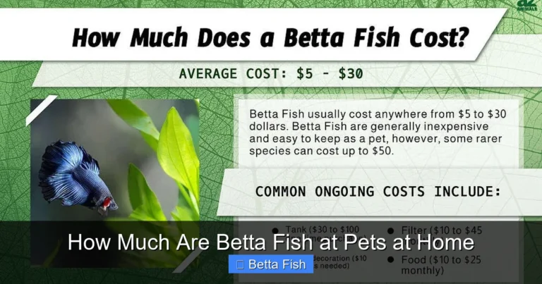 How Much Are Betta Fish at Pets at Home