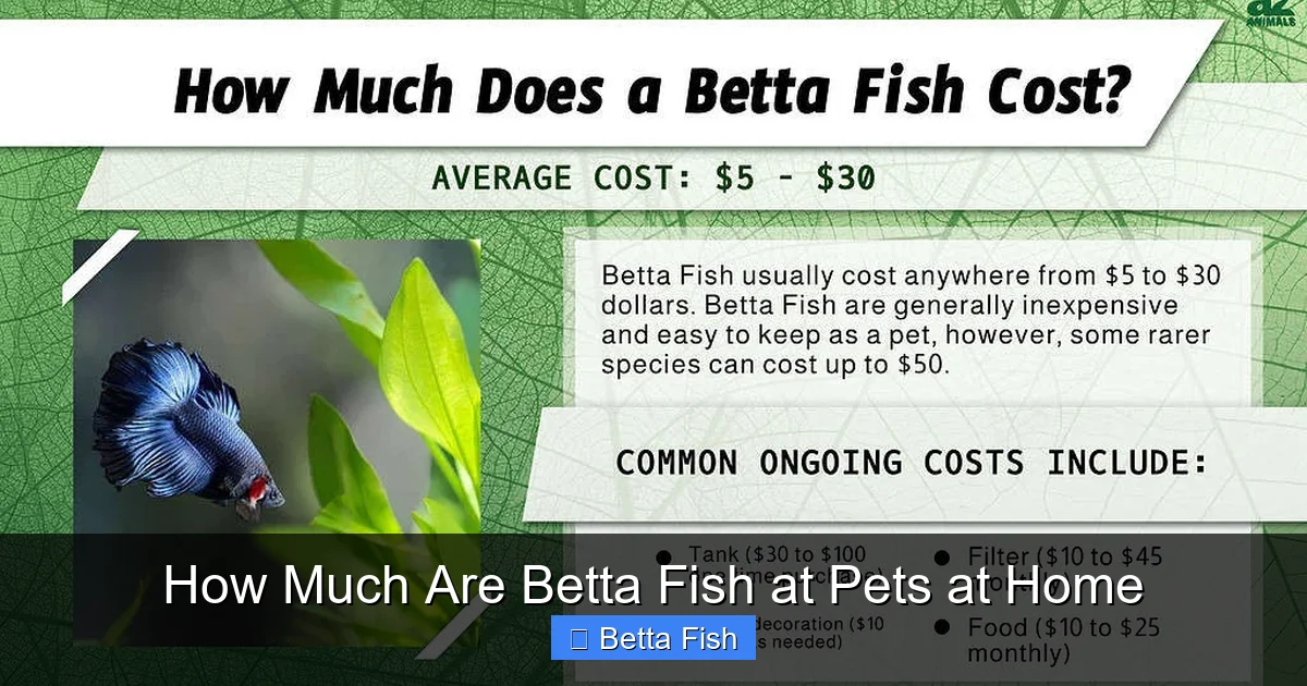 How Much Are Betta Fish at Pets at Home