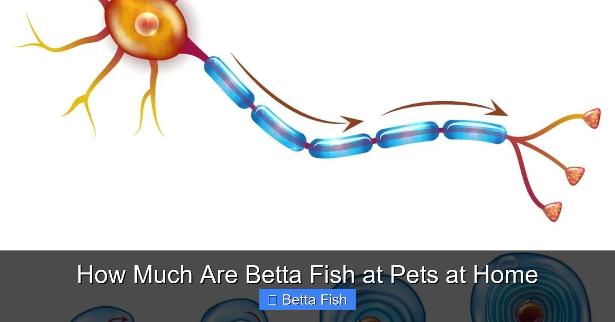 How Much Are Betta Fish at Pets at Home