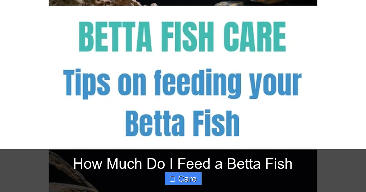 How Much Do I Feed a Betta Fish