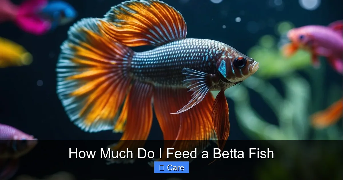 How Much Do I Feed a Betta Fish