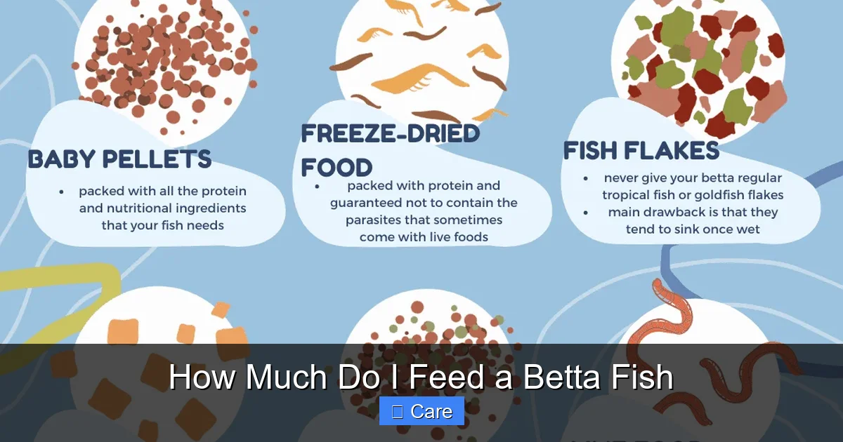 How Much Do I Feed a Betta Fish