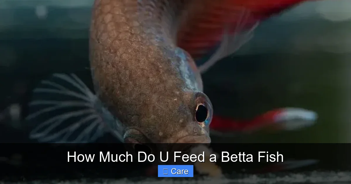 How Much Do U Feed a Betta Fish