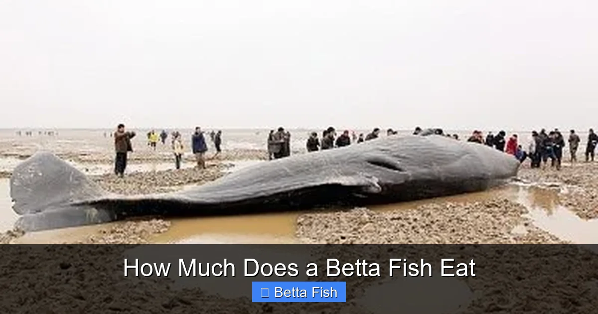 How Much Does a Betta Fish Eat