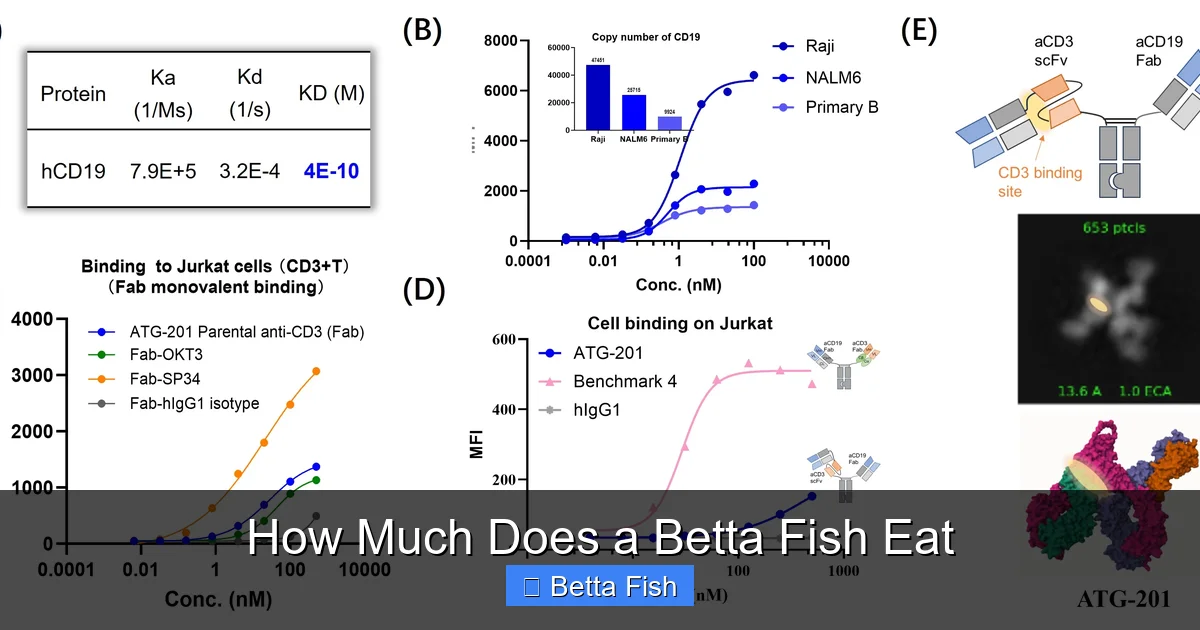 How Much Does a Betta Fish Eat
