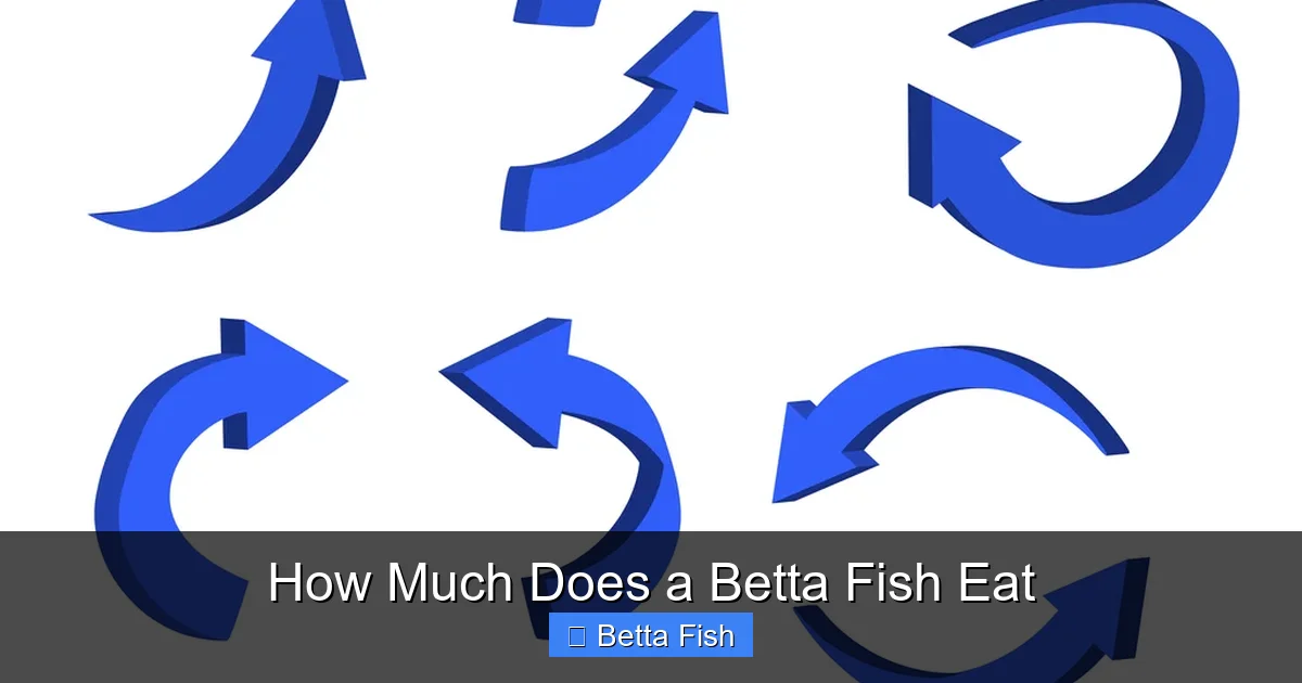 How Much Does a Betta Fish Eat