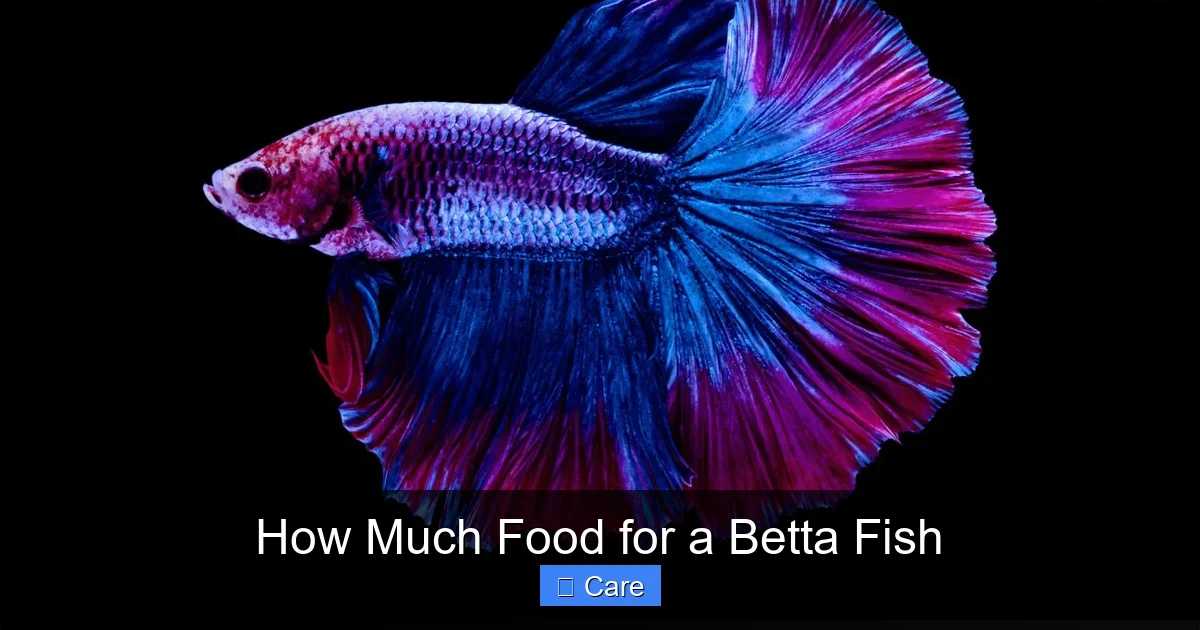 How Much Food for a Betta Fish