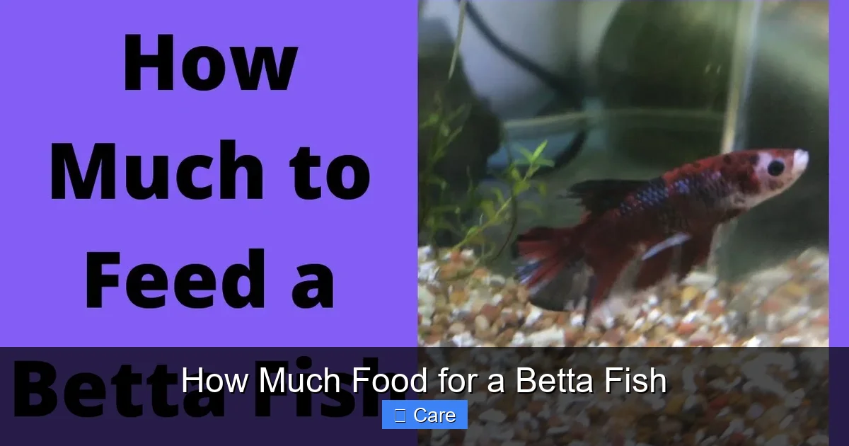 How Much Food for a Betta Fish
