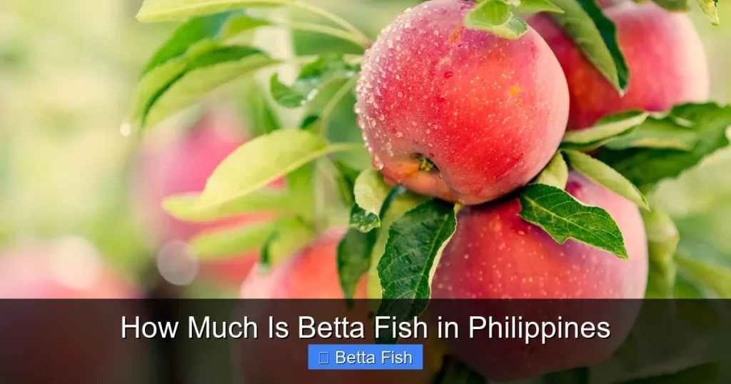 How Much Is Betta Fish in Philippines