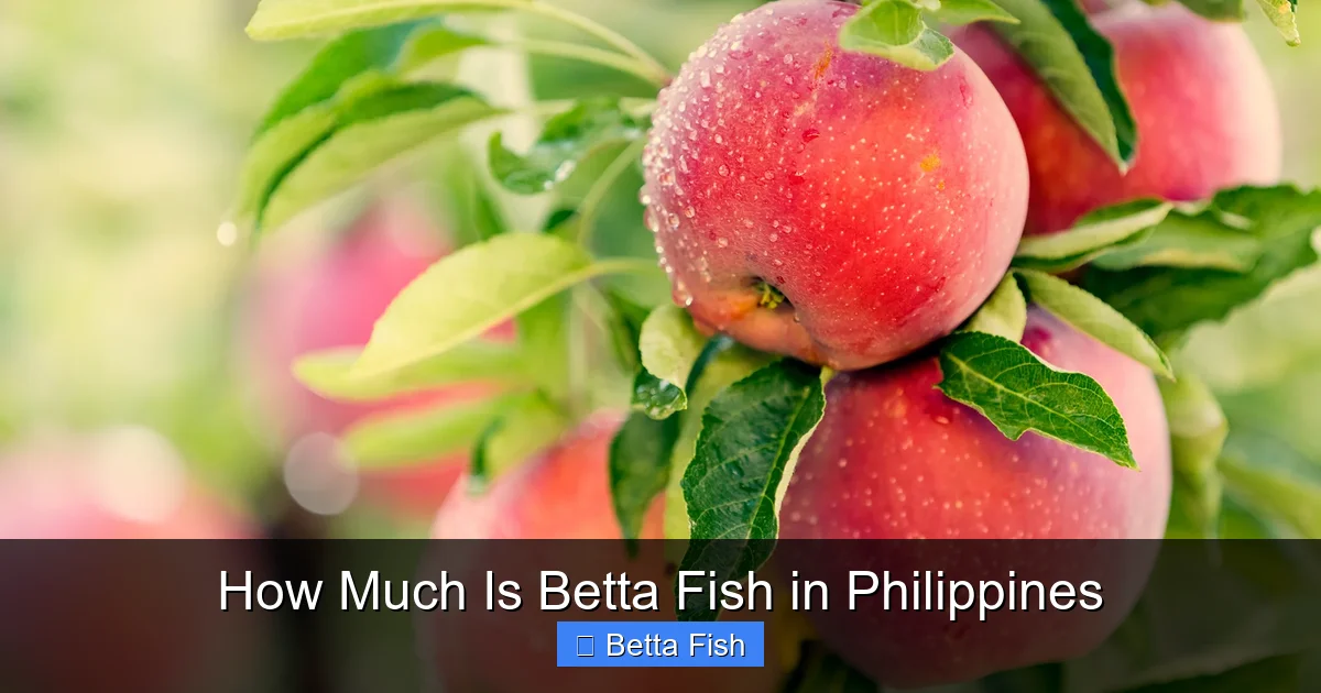 How Much Is Betta Fish in Philippines