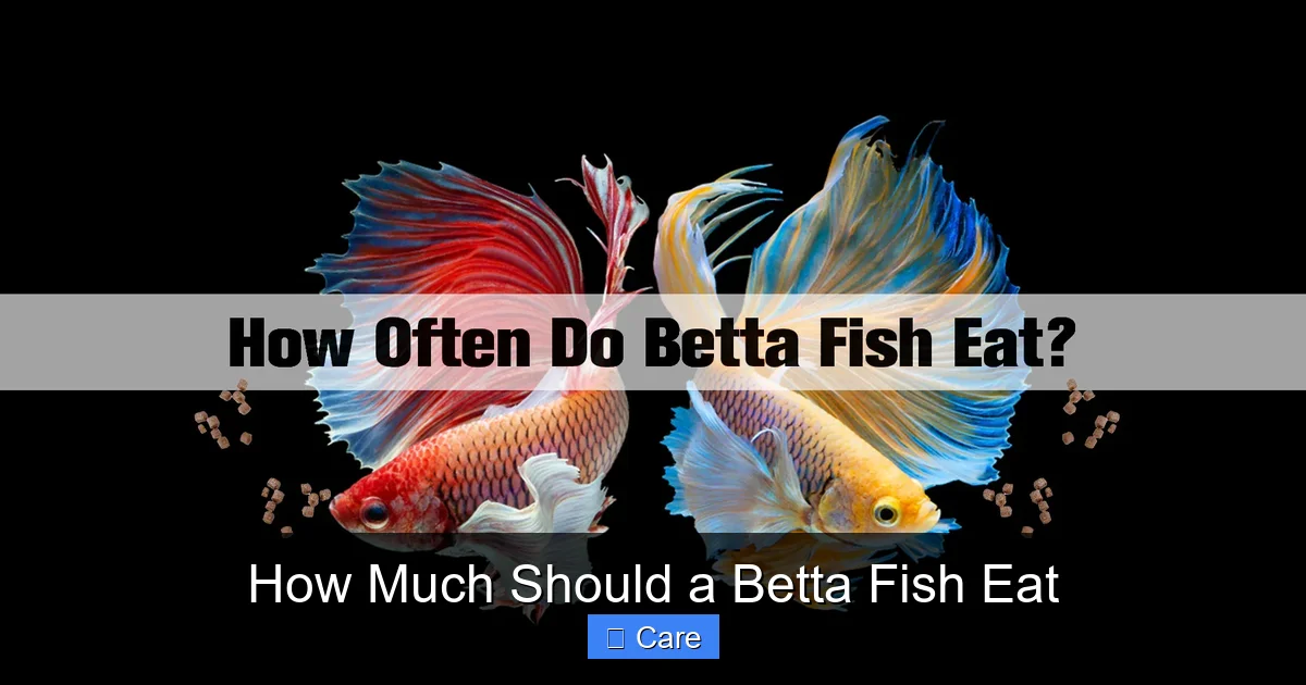 How Much Should a Betta Fish Eat