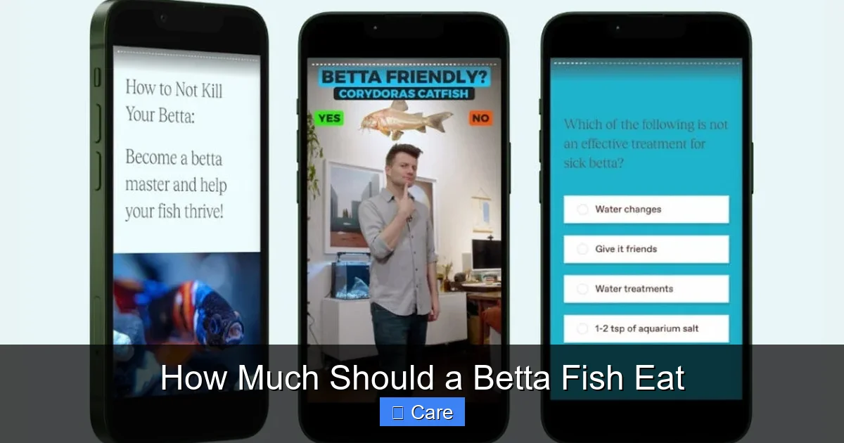 How Much Should a Betta Fish Eat