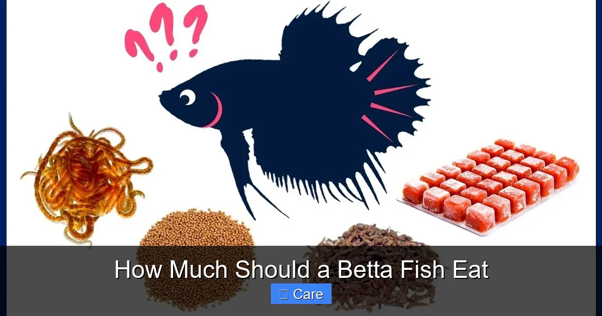 How Much Should a Betta Fish Eat