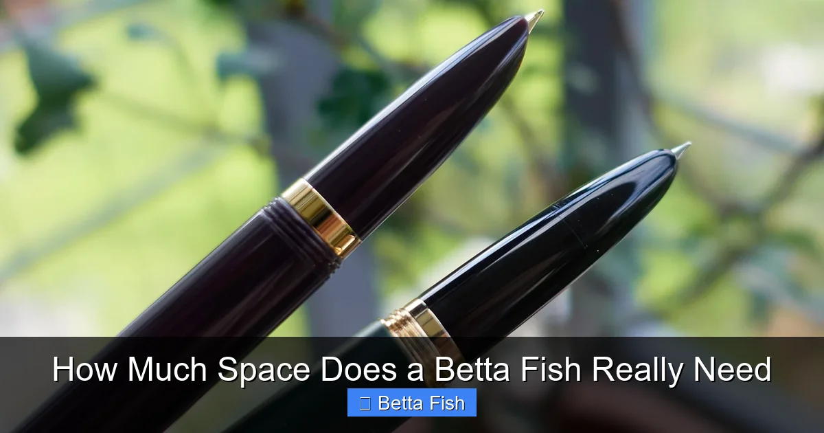 How Much Space Does a Betta Fish Really Need