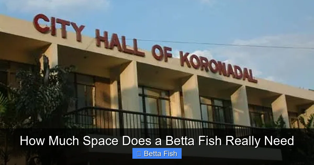 How Much Space Does a Betta Fish Really Need