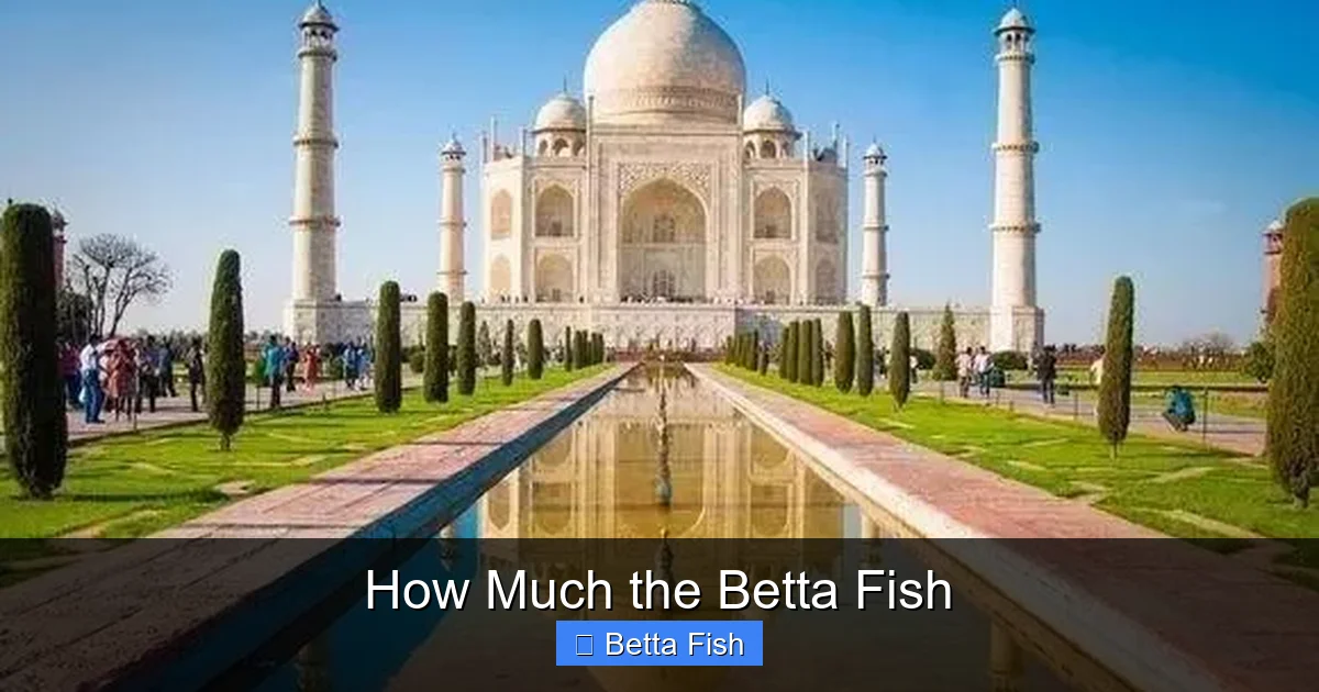 How Much the Betta Fish