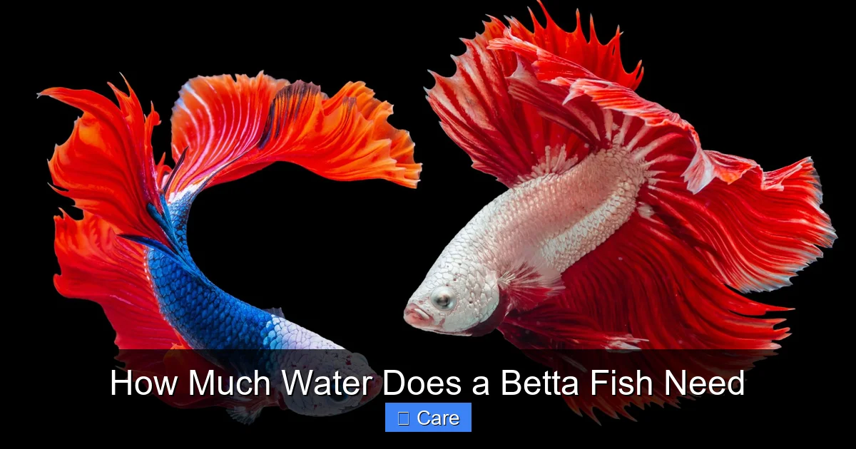 How Much Water Does a Betta Fish Need
