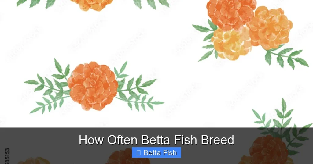 How Often Betta Fish Breed