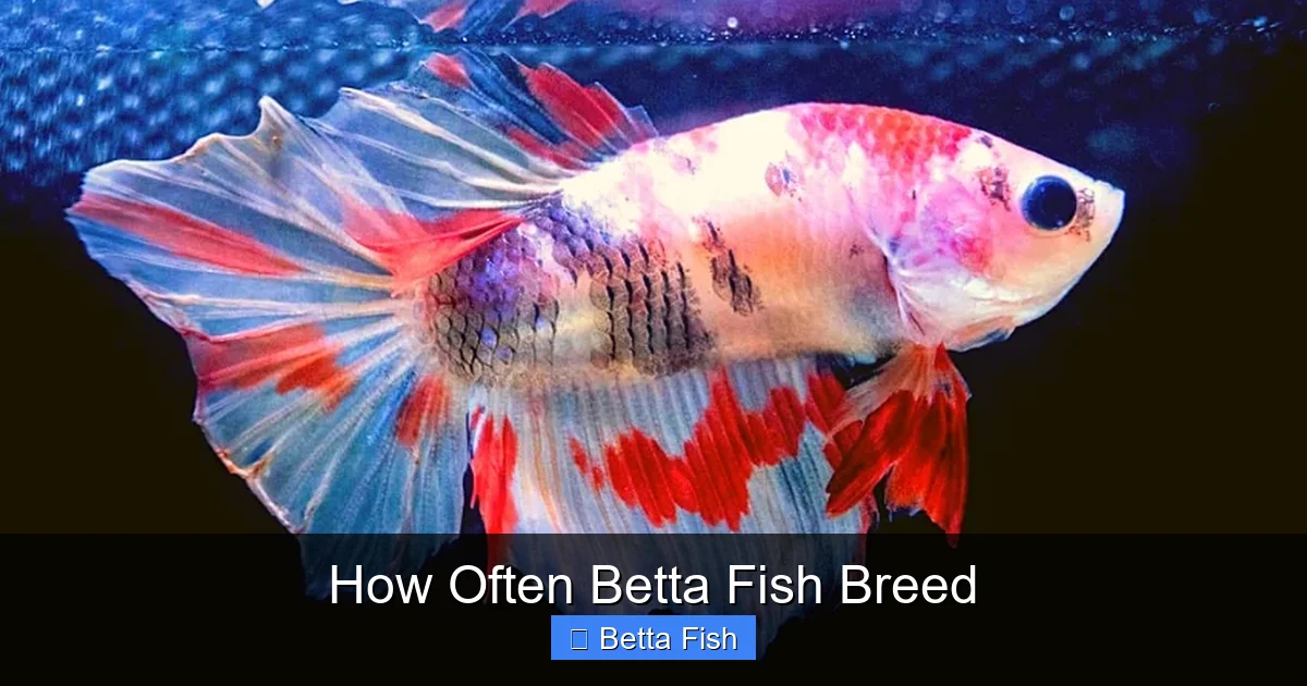 How Often Betta Fish Breed