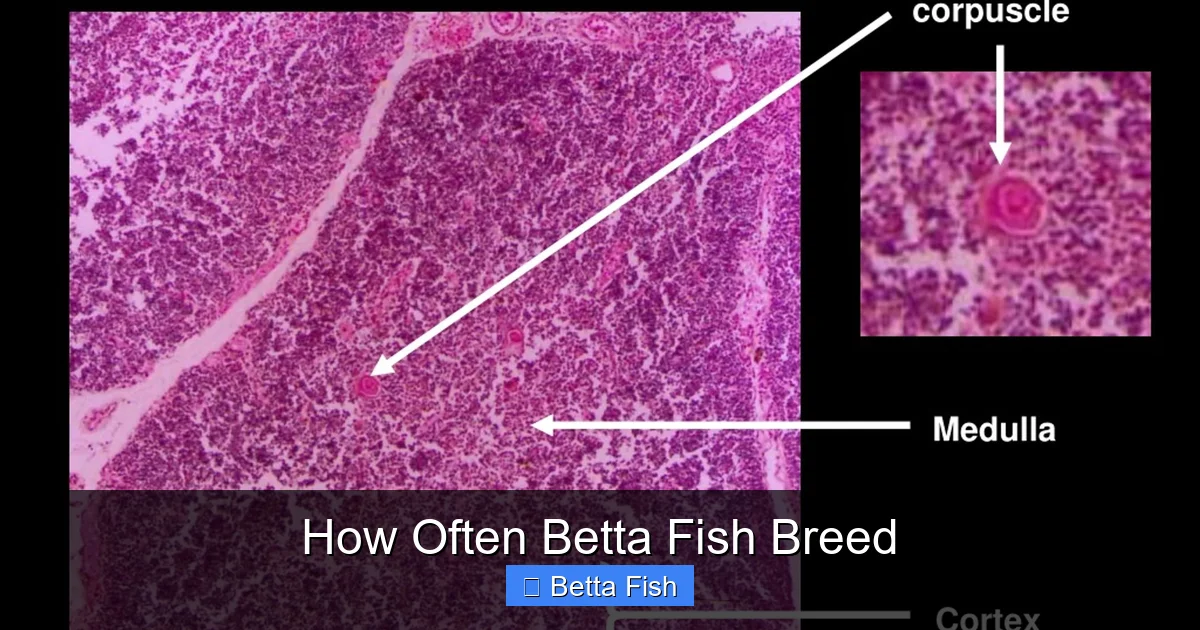 How Often Betta Fish Breed