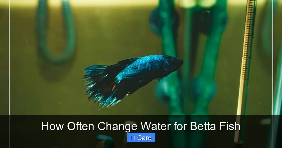 How Often Change Water for Betta Fish