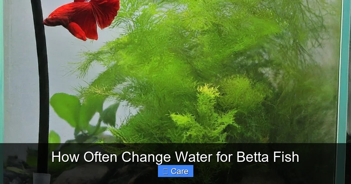How Often Change Water for Betta Fish