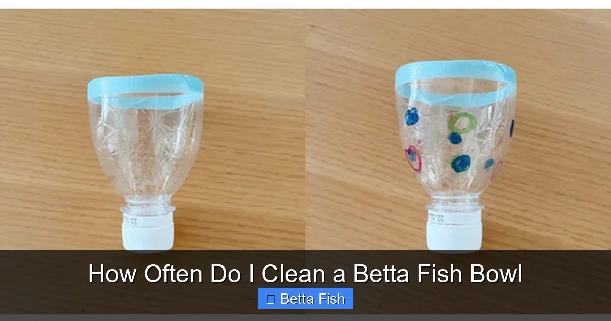 How Often Do I Clean a Betta Fish Bowl