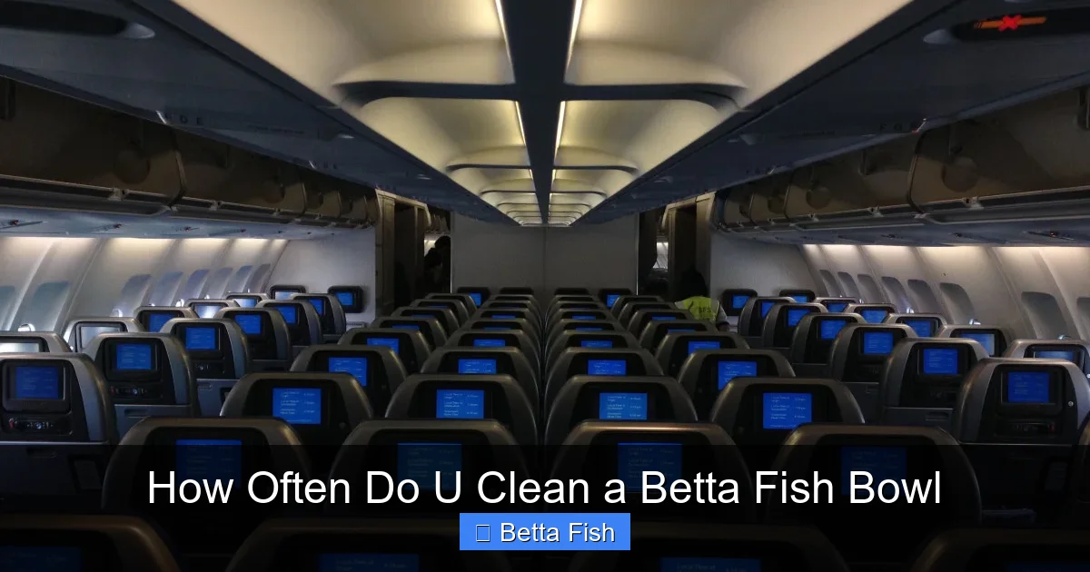 How Often Do U Clean a Betta Fish Bowl