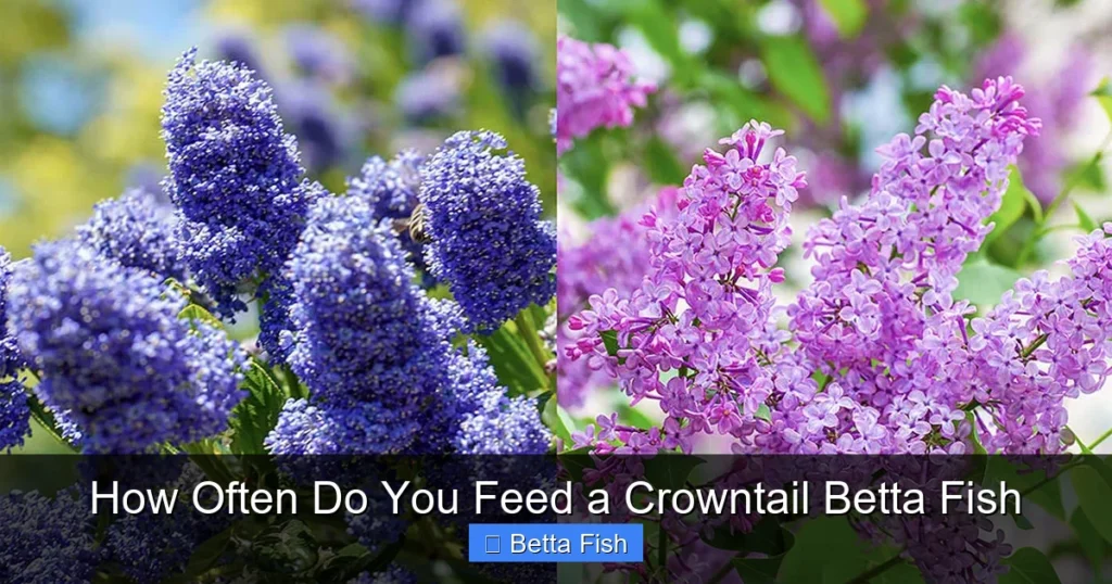 How Often Do You Feed a Crowntail Betta Fish
