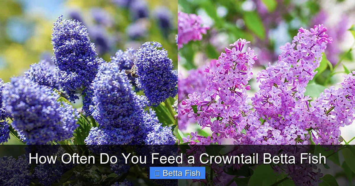 How Often Do You Feed a Crowntail Betta Fish