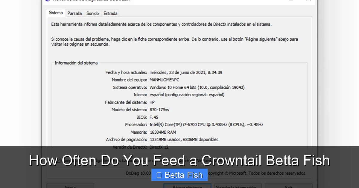 How Often Do You Feed a Crowntail Betta Fish