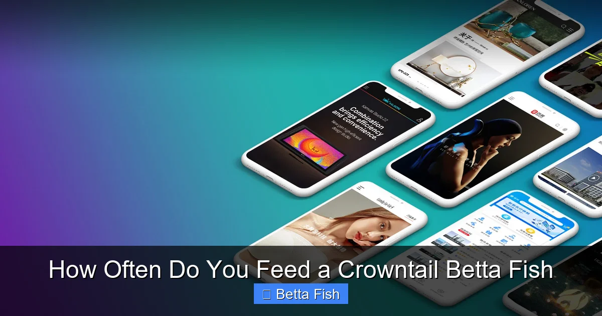 How Often Do You Feed a Crowntail Betta Fish